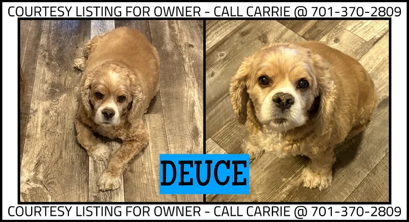 A senior small-sized male Yellow / Tan / Blond / Fawn Cocker Spaniel dog named Deuce COURTESY LISTING for adoption in Valley City, ND