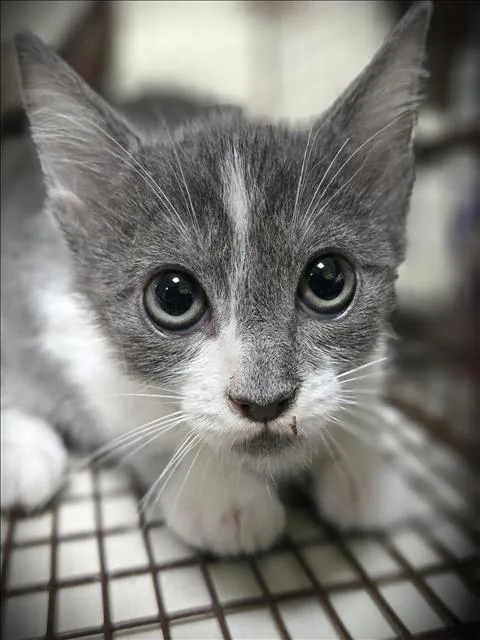 A baby small-sized female Domestic Short Hair cat named Snow Cone for adoption in Los Angeles, CA