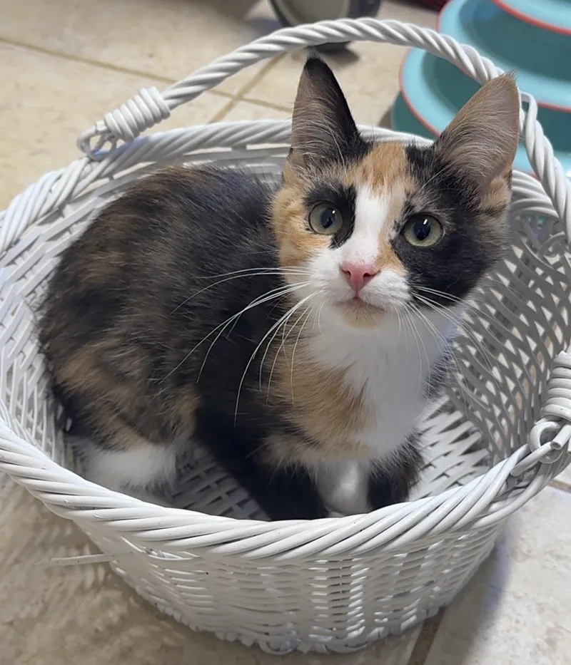 A young medium-sized female Calico Domestic Short Hair cat named Monarch for adoption in Kearneysville, WV