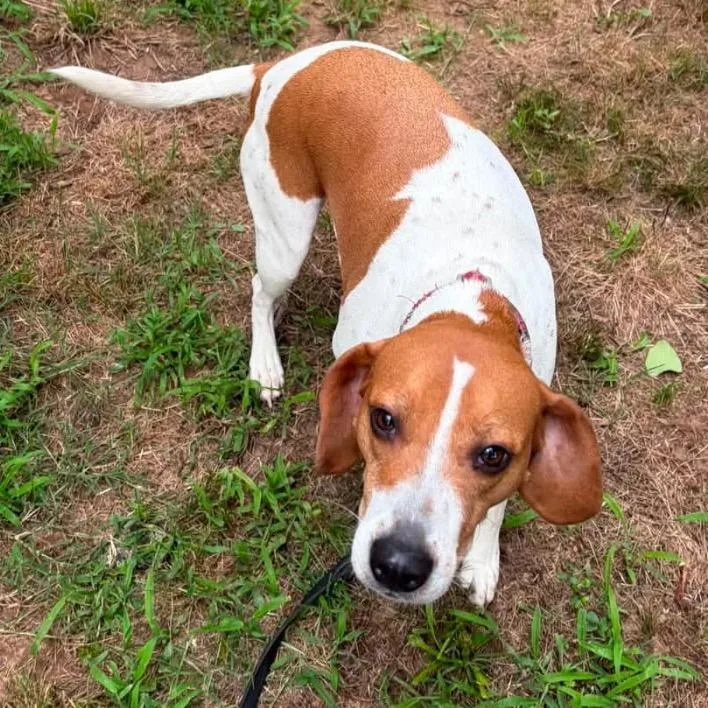 An adult medium-sized female Red / Chestnut / Orange Beagle dog named Bailey for adoption in Hackett, AR