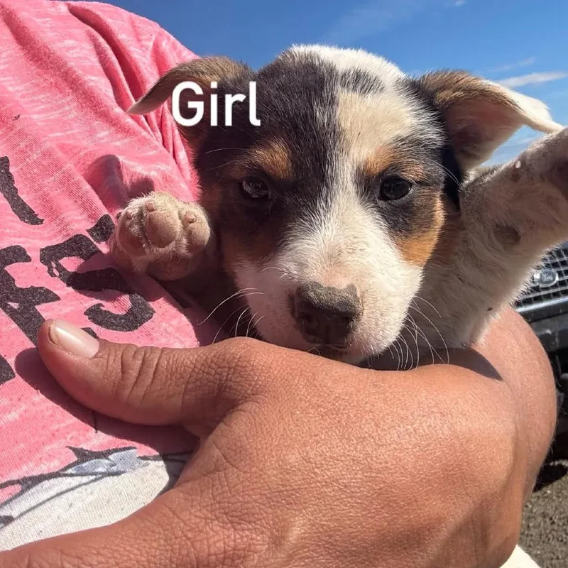A baby medium-sized male Cattle Dog dog named Whisk for adoption in Tacoma, WA