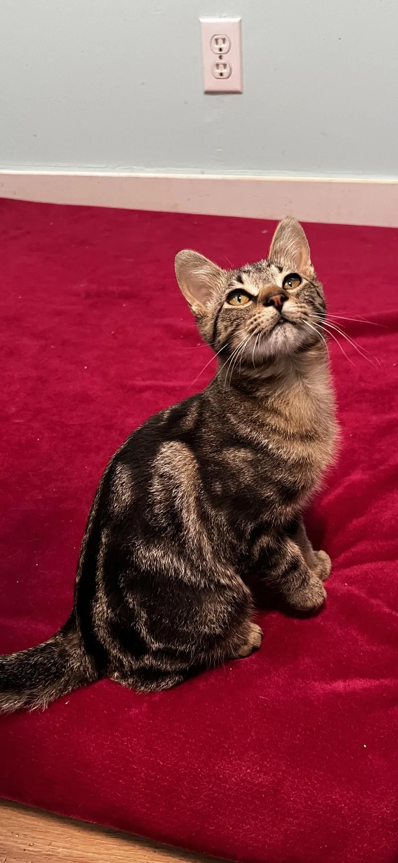 A baby medium-sized male Tabby (Brown / Chocolate) Domestic Short Hair cat named Snuggle Bug for adoption in Holland, MI