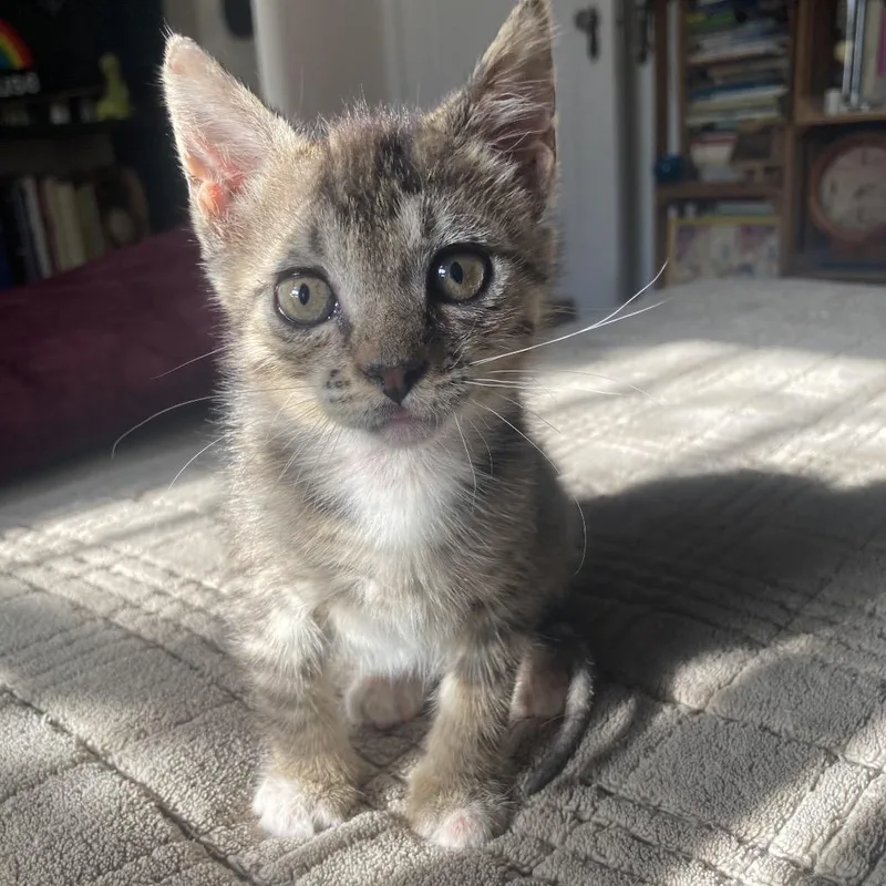 A baby small-sized female Black Domestic Short Hair cat named Dot for adoption in Los Angeles, CA