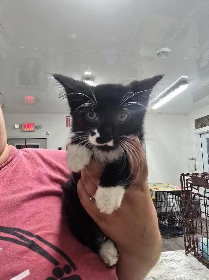 A baby small-sized female Domestic Long Hair cat named Becker for adoption in Glenfield, NY