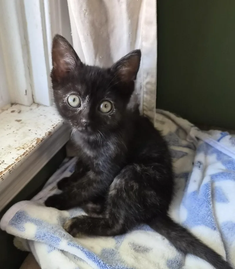 A baby medium-sized female Tortoiseshell Domestic Short Hair cat named Tacocat for adoption in Baltimore, MD