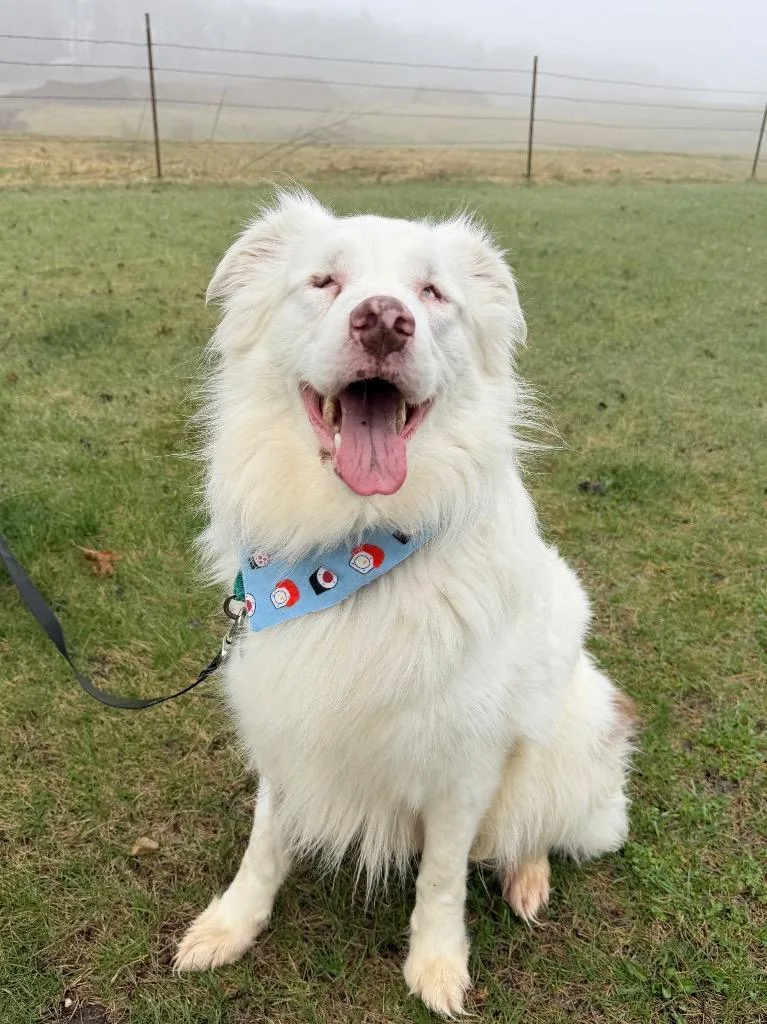 An adult medium-sized male Mixed Breed dog named Gilligan for adoption in Menomonie, WI