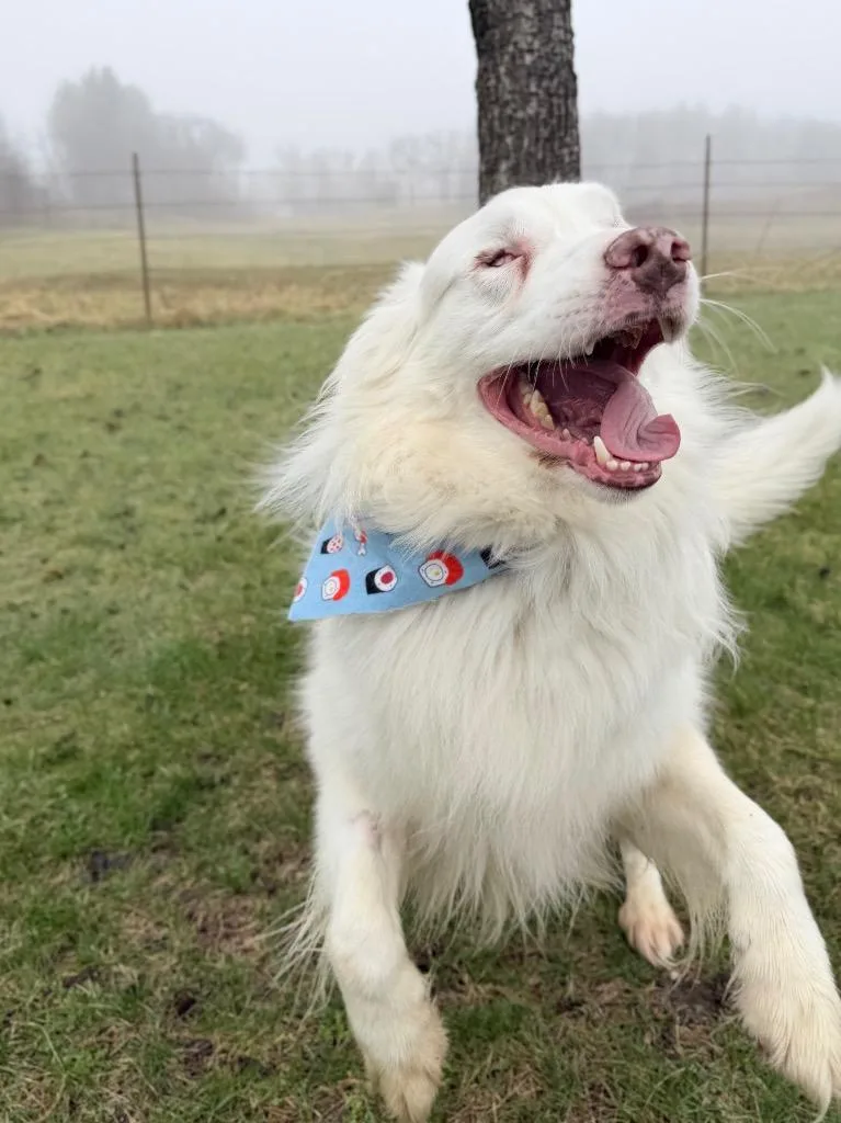 Gilligan thumbnail 2