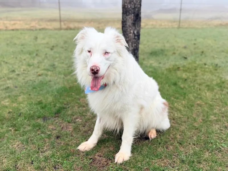 Gilligan thumbnail 3