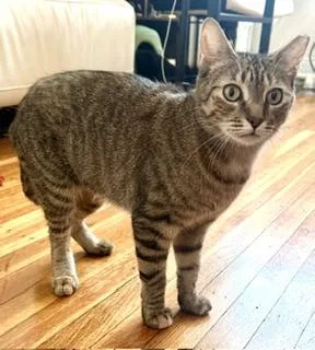 A young medium-sized female Tabby (Brown / Chocolate) Tabby cat named Roxie for adoption in New York, NY