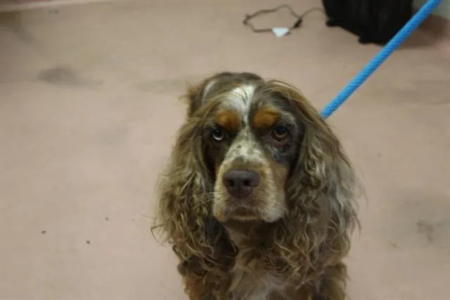 A young medium-sized male Mixed Breed dog named Francis for adoption in Columbia, SC
