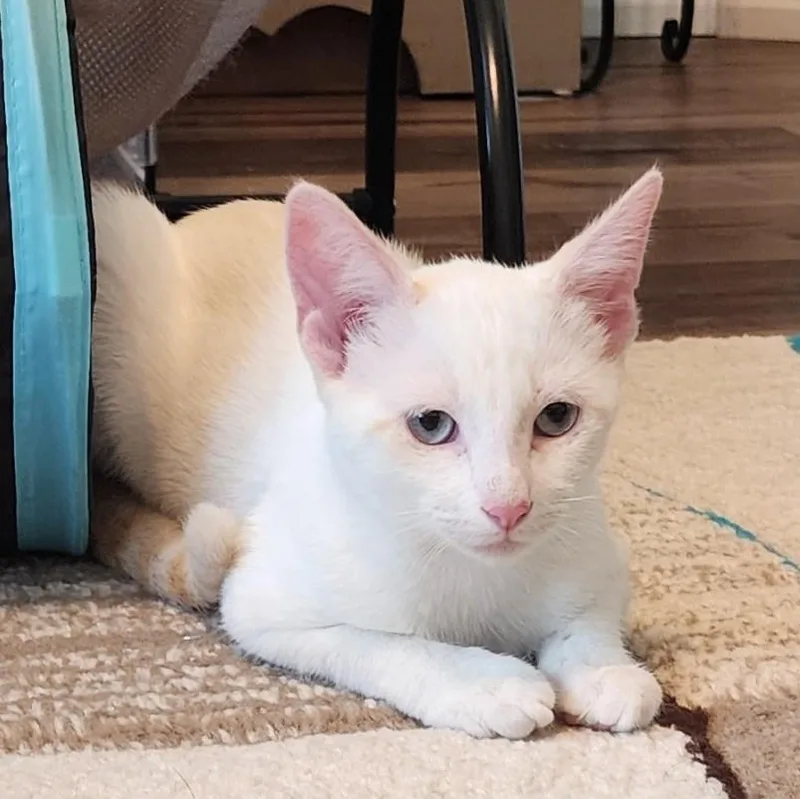 A baby small-sized female White Domestic Short Hair cat named Sophie for adoption in Mansfield, TX