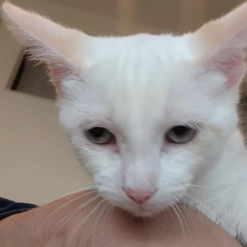 Sophie thumbnail 3