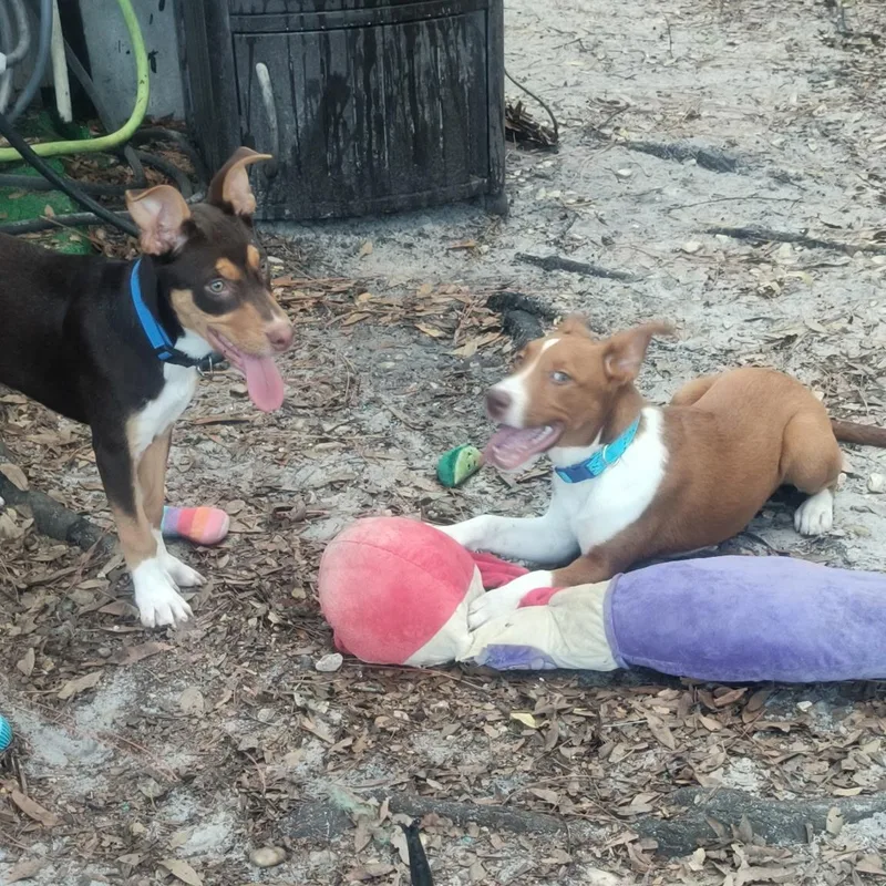 A baby medium-sized female Australian Kelpie dog named Maybell for adoption in Port Saint Lucie, FL