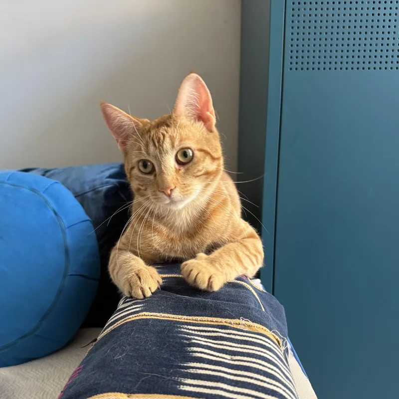 A young medium-sized male Orange / Red Domestic Short Hair cat named Heirloom for adoption in Brooklyn, NY
