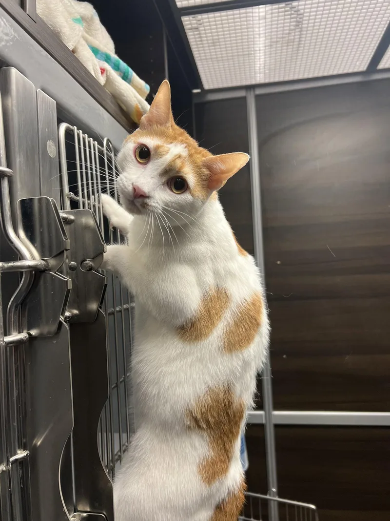 An adult medium-sized male Tabby cat named GinGin for adoption in Naples, FL