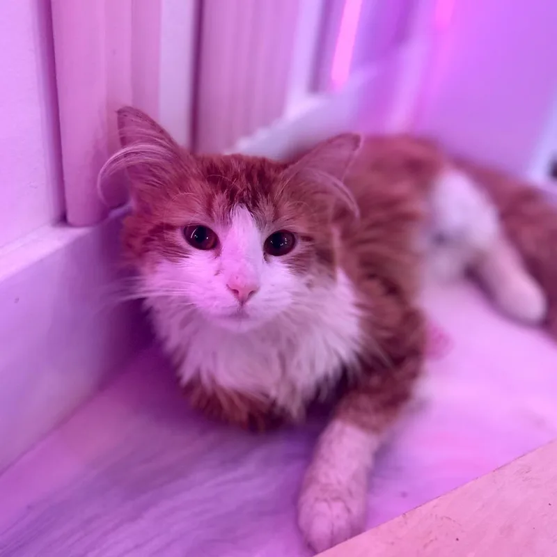A young small-sized female Orange / Red Domestic Long Hair cat named Sarah for adoption in Forest Park, IL