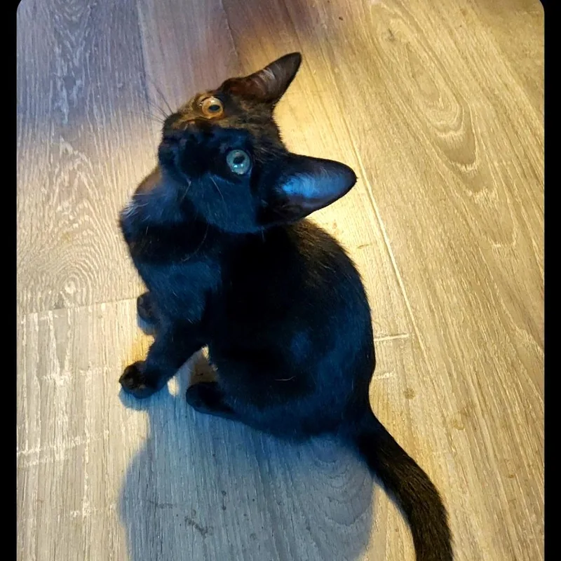 A young small-sized male Black Domestic Short Hair cat named Mayhem for adoption in SAN ANTONIO, TX