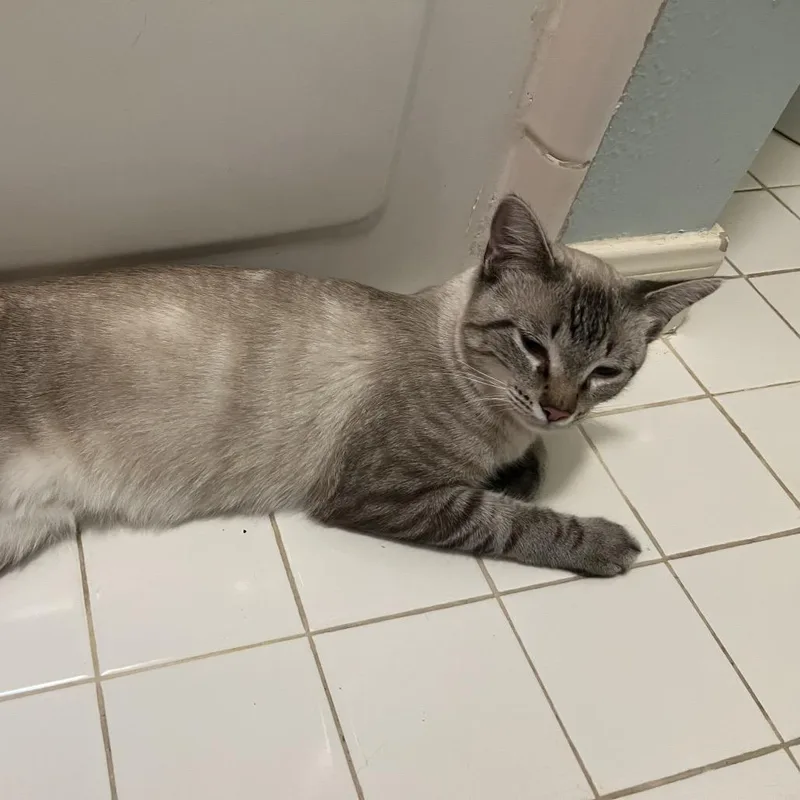A young medium-sized female Siamese cat named Sammie for adoption in Houston, TX