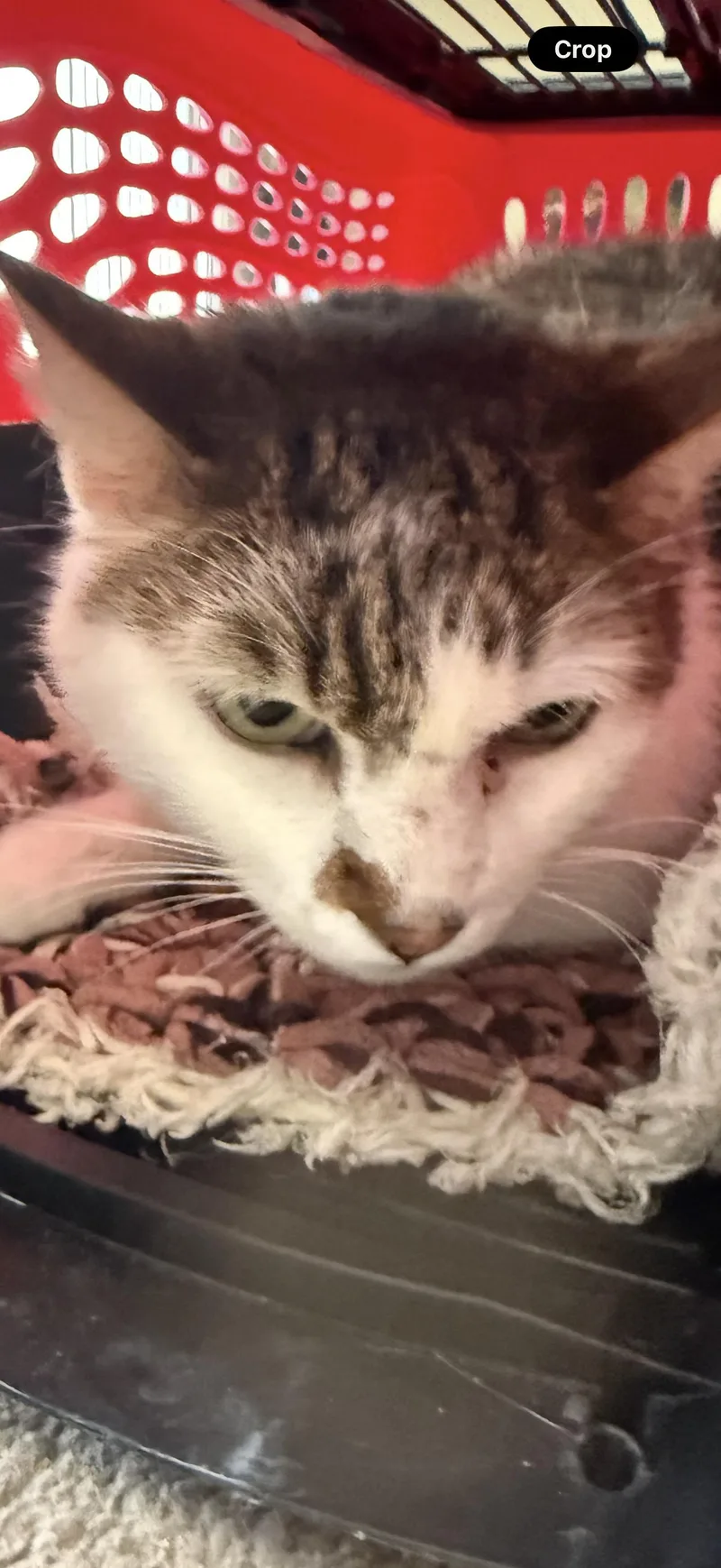 An adult medium-sized male White Domestic Short Hair cat named Mole for adoption in Las Vegas, NV