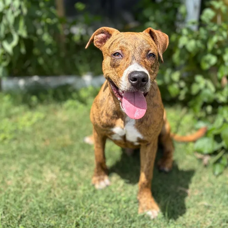 A young medium-sized male Brindle Pit Bull Terrier dog named Toodles for adoption in Bastrop, TX