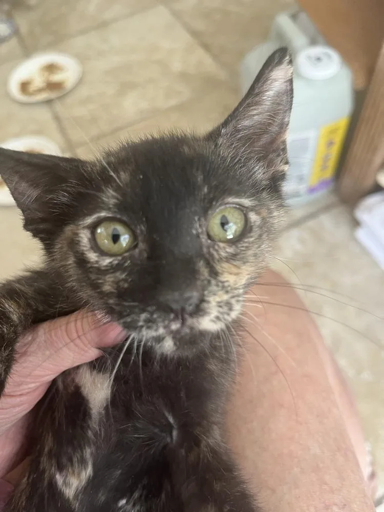 A baby small-sized female American Shorthair cat named Cordelia for adoption in Tampa, FL