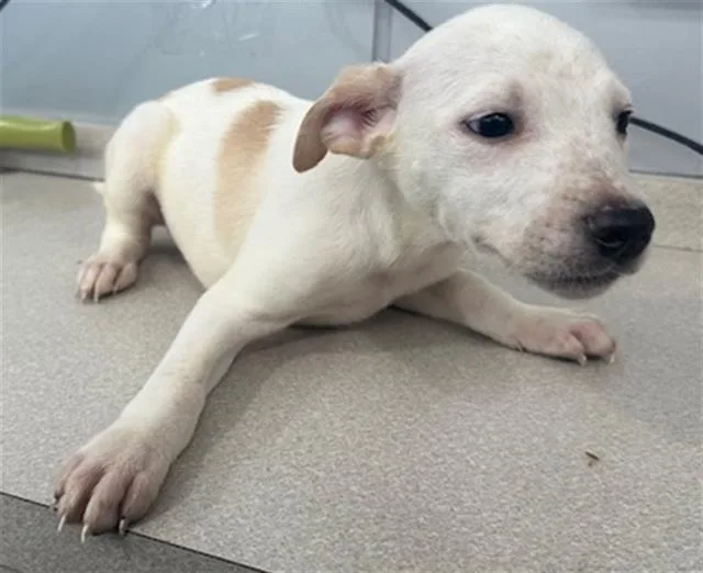 A baby large-sized male Mixed Breed dog named Flounder for adoption in Dallas, TX