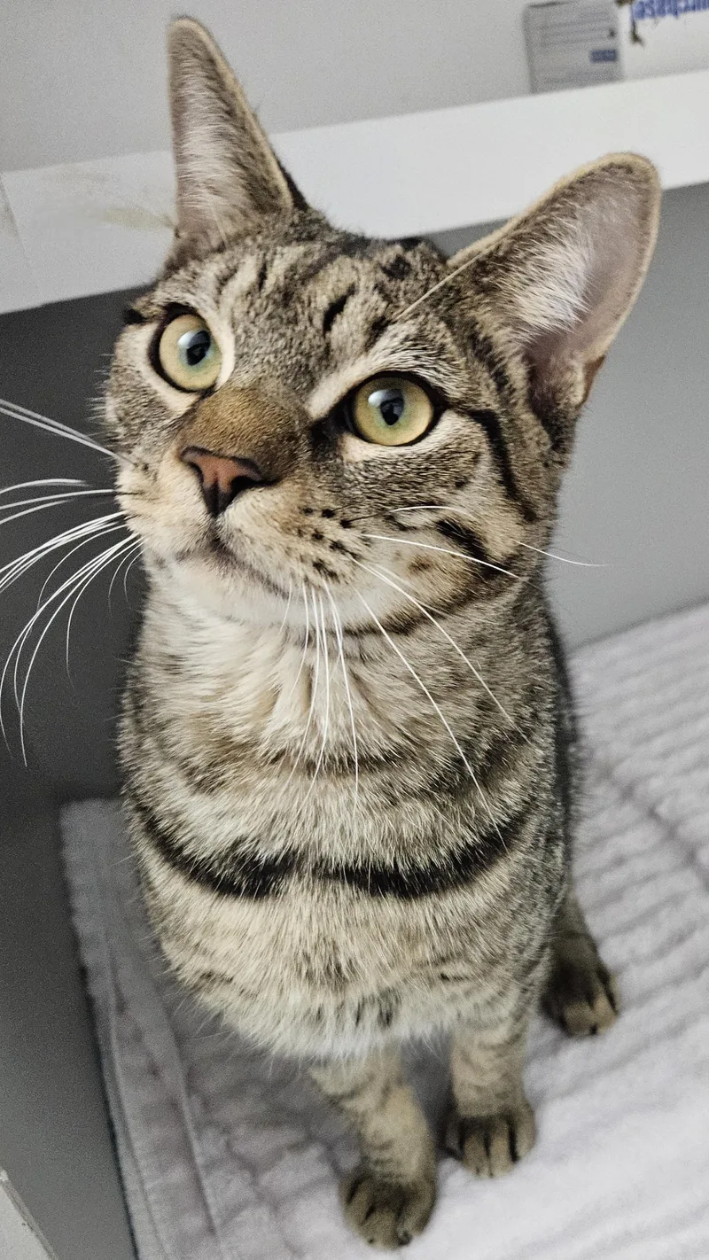 A young medium-sized male Tabby (Brown / Chocolate) Tabby cat named Kelby for adoption in Berlin, CT