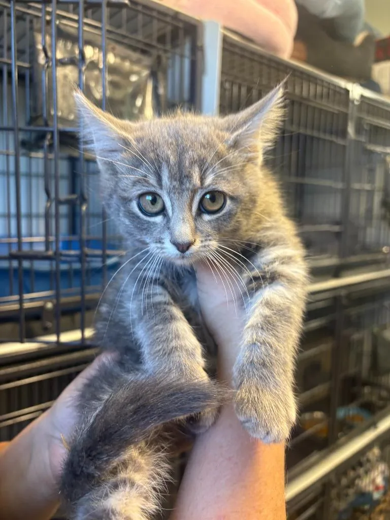 A baby medium-sized male Domestic Medium Hair cat named Chucky for adoption in Rock Springs, WY