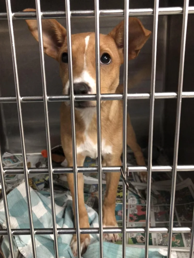 A baby medium-sized female Yellow / Tan / Blond / Fawn Mixed Breed dog named Solla for adoption in Parma, OH