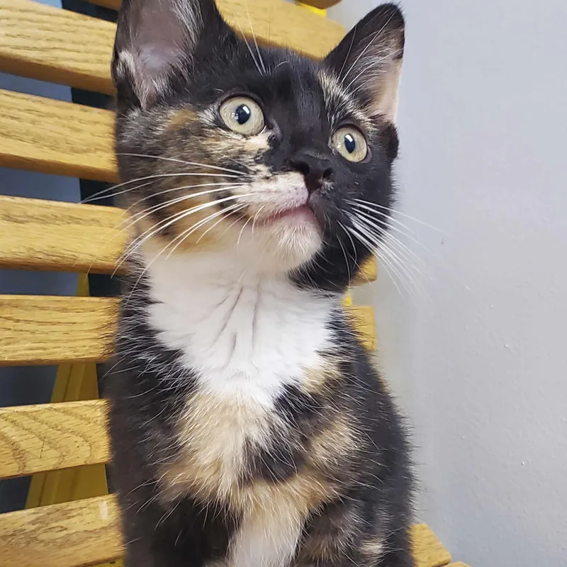 A baby medium-sized female Black Domestic Short Hair cat named Ariel for adoption in Grove City, OH