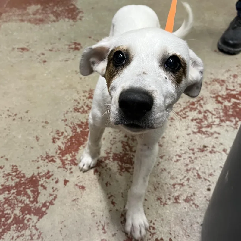 A baby small-sized male White / Cream Mixed Breed dog named Cain for adoption in Pauls Valley, OK