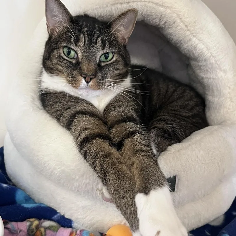 A senior extra large-sized male Brown / Chocolate Domestic Short Hair cat named Oliver for adoption in Ashland, MA