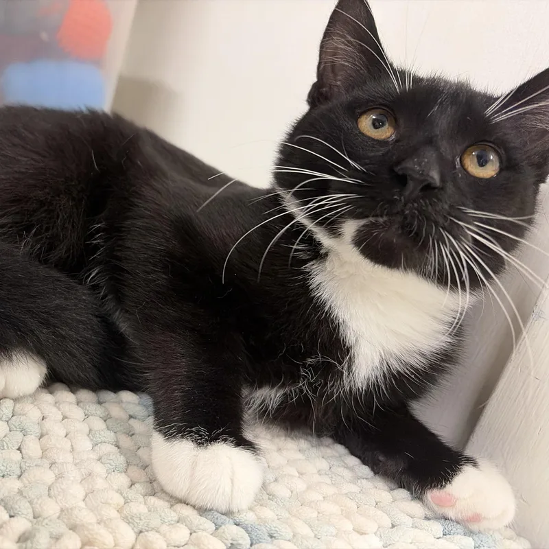 A young medium-sized male Black & White / Tuxedo Domestic Short Hair cat named Pluto for adoption in Mansfield, CT