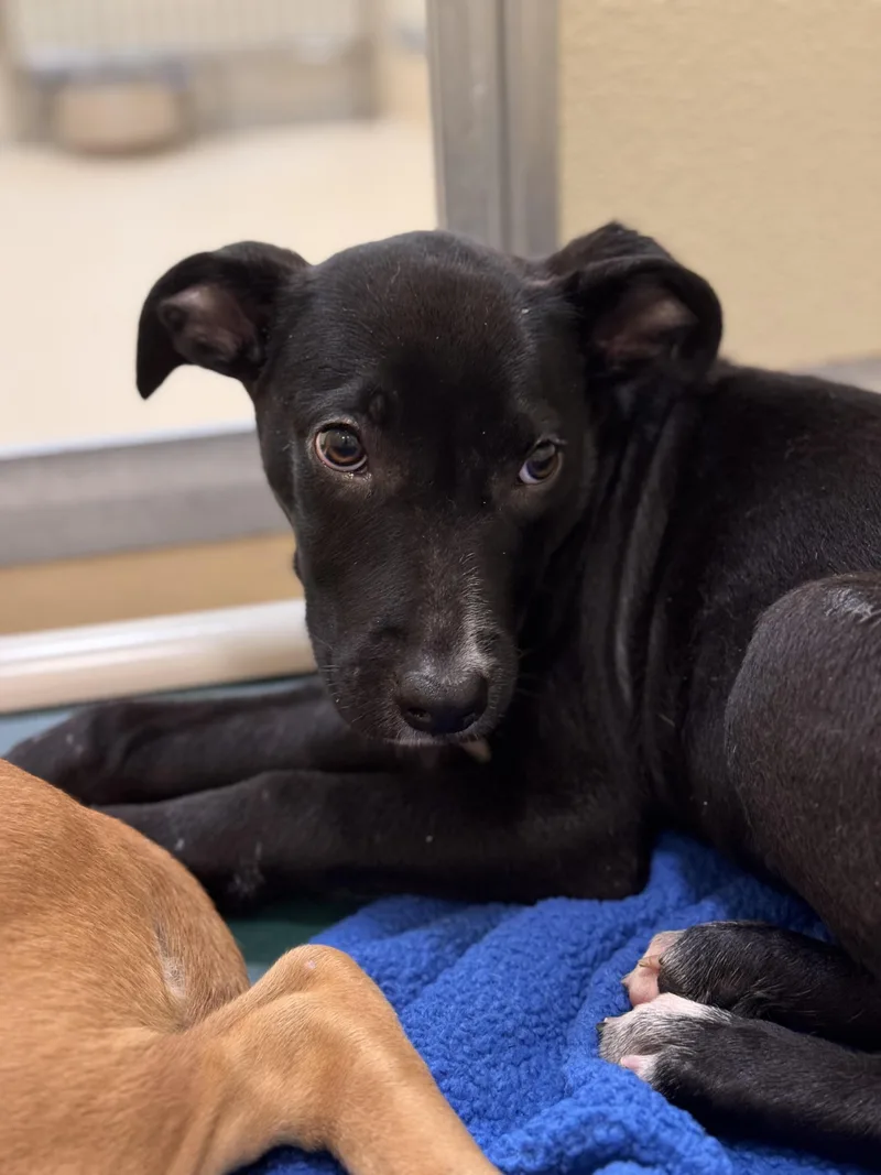 A young medium-sized male Black Labrador Retriever dog named Sonny for adoption in Pawleys Island, SC