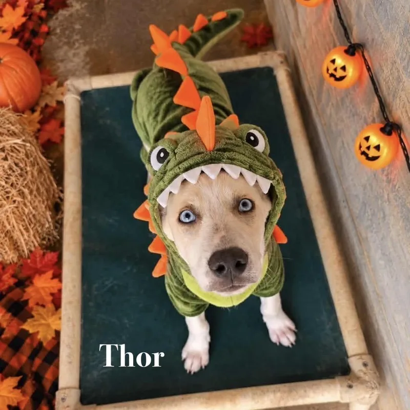 Thor thumbnail 2