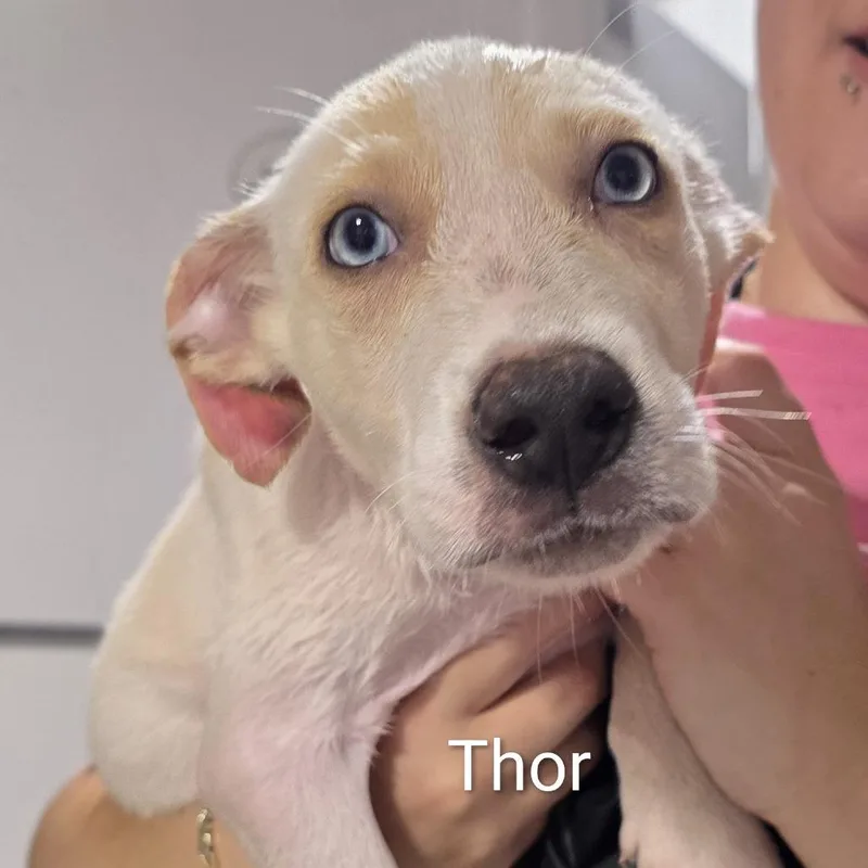 Thor thumbnail 3