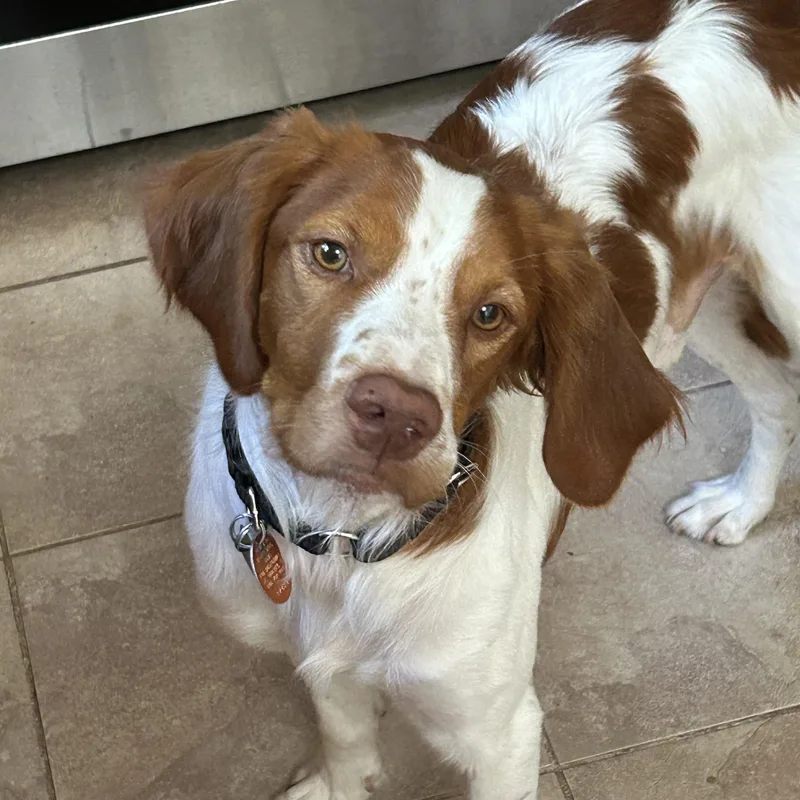 A young medium-sized male Red / Chestnut / Orange Brittany Spaniel dog named Rory for adoption in Marion, MA