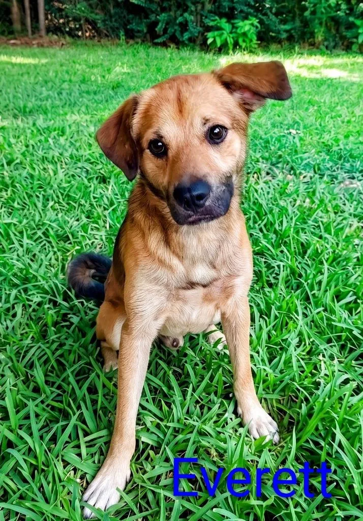 An adult small-sized male Australian Shepherd dog named Everett for adoption in Mena, AR