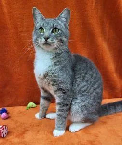 An adult medium-sized male Domestic Short Hair cat named Buck for adoption in Bucyrus, OH