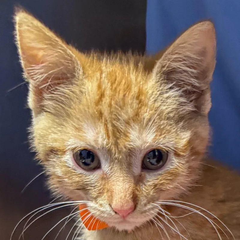 A baby small-sized female Orange / Red Domestic Medium Hair cat named Ahsoka for adoption in Kennebunk, ME