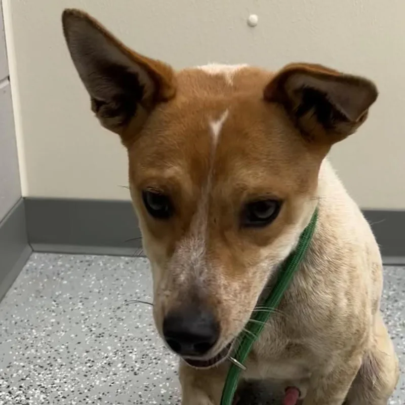 A senior small-sized male Brown / Chocolate Rat Terrier dog named Grandpa Smith for adoption in Galax, VA