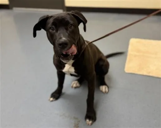 A young large-sized female Labrador Retriever dog named Frito for adoption in Denver, CO