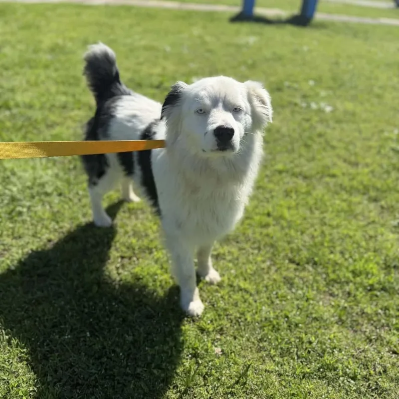 An adult medium-sized male White / Cream Australian Shepherd dog named Loki for adoption in West Point, MS