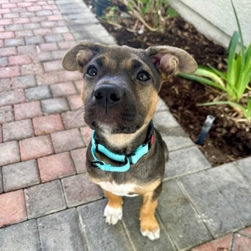 A young medium-sized female Shepherd dog named Jazmin for adoption in San Juan Capistrano, CA