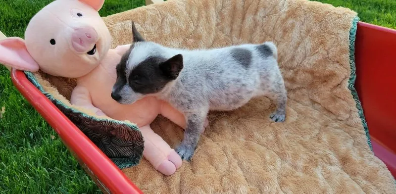 A baby small-sized female Australian Cattle Dog / Blue Heeler dog named Drizzle for adoption in Indianapolis, IN