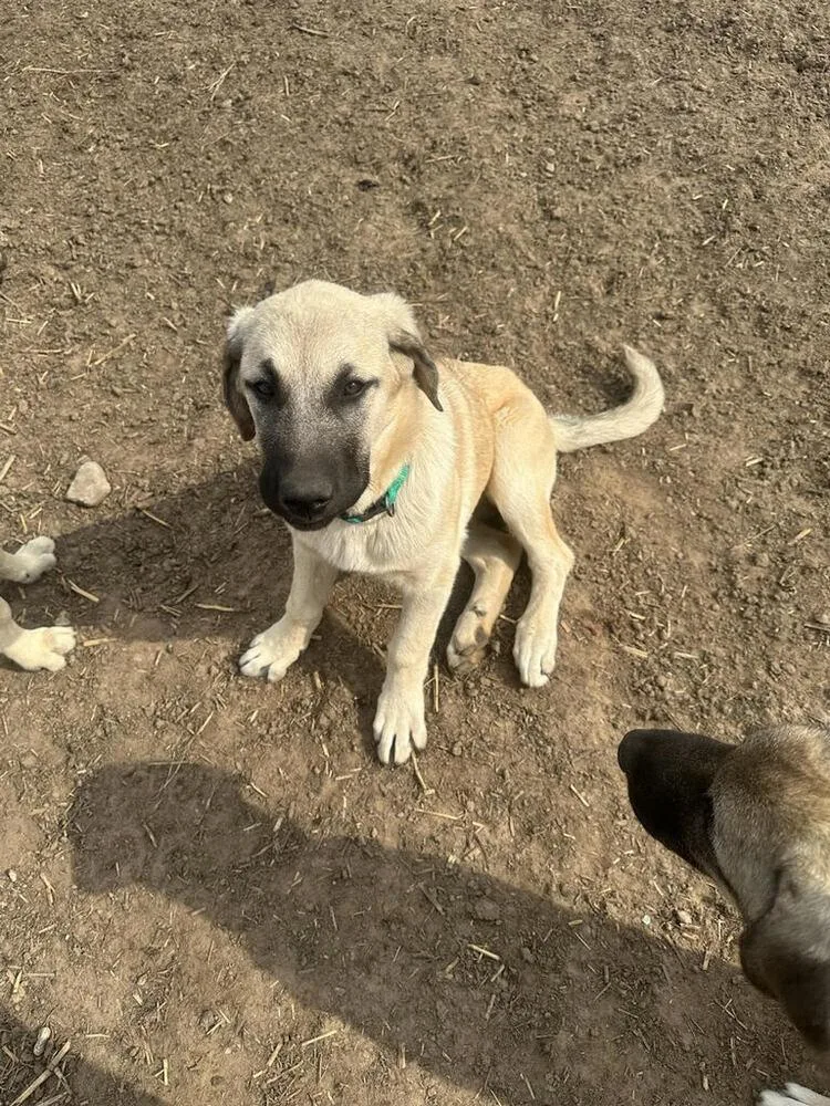 A baby large-sized female Apricot / Beige Anatolian Shepherd dog named Green for adoption in Linton, IN
