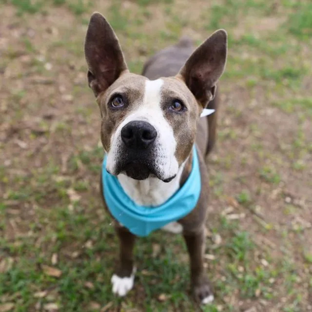 An adult medium-sized female American Staffordshire Terrier dog named Doby for adoption in San Antonio, TX