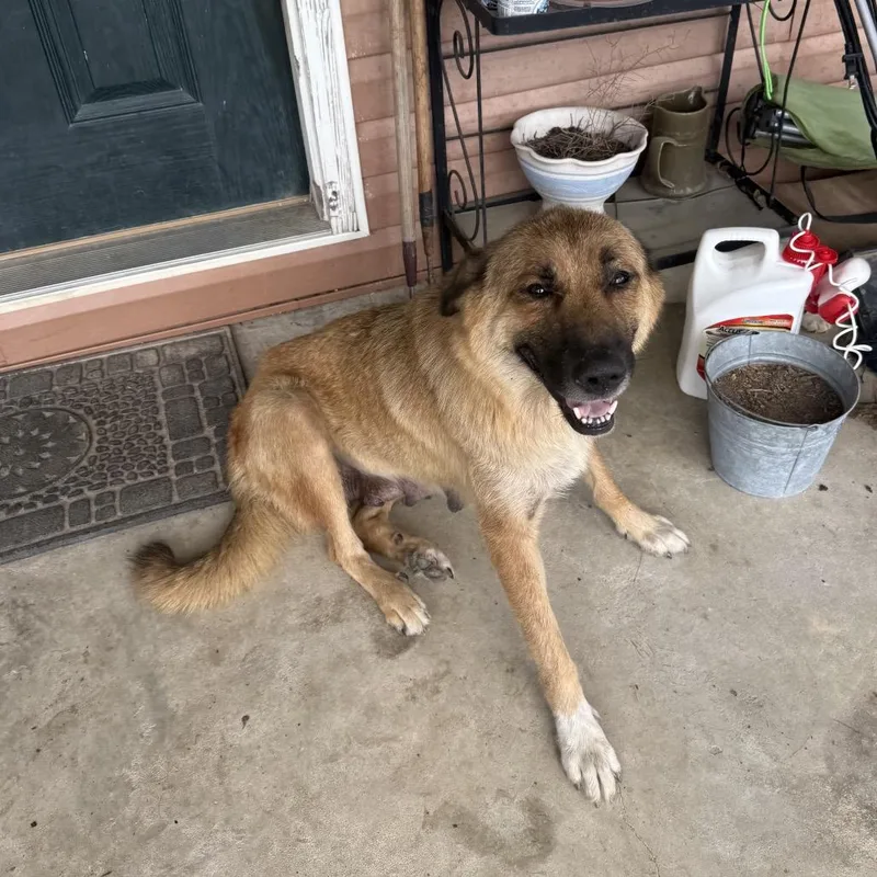 An adult medium-sized female Brown / Chocolate Mixed Breed dog named Tip for adoption in LOXAHATCHEE, FL