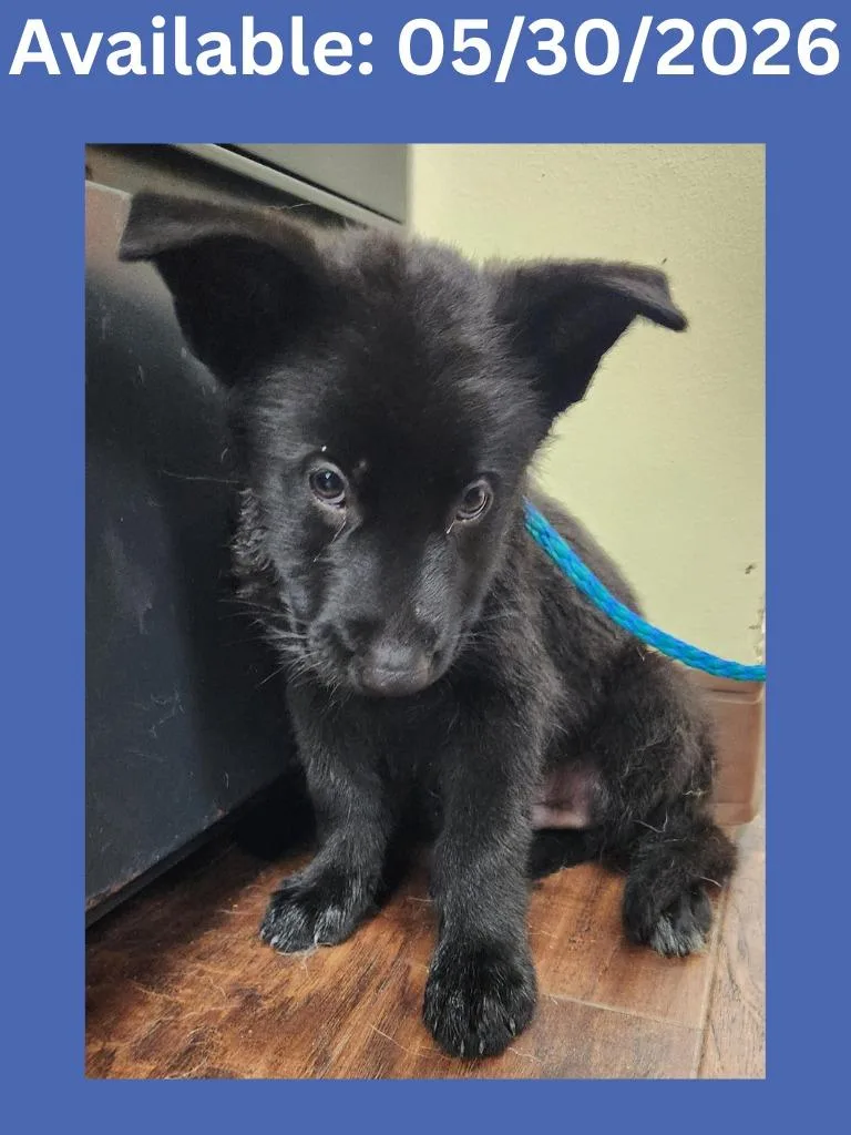 A baby medium-sized male German Shepherd Dog dog named Dog Kennel for adoption in Greenville, TX