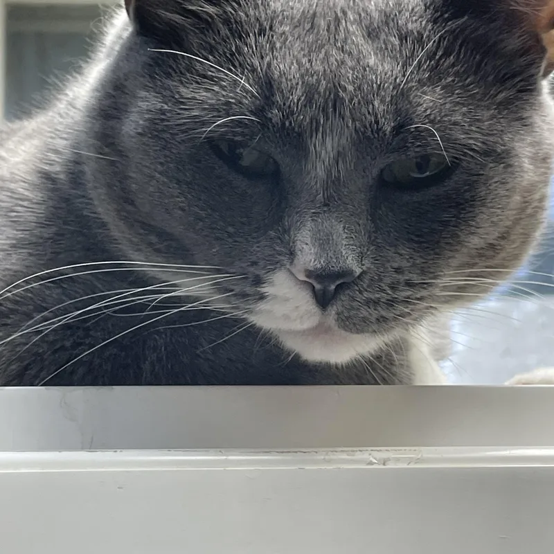 A young medium-sized female Gray & White American Shorthair cat named Daffodil for adoption in North Kingstown, RI